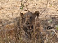 Marion, Romane South Africa 2014 (38 of 63) : KNP Satara area, Marion visit